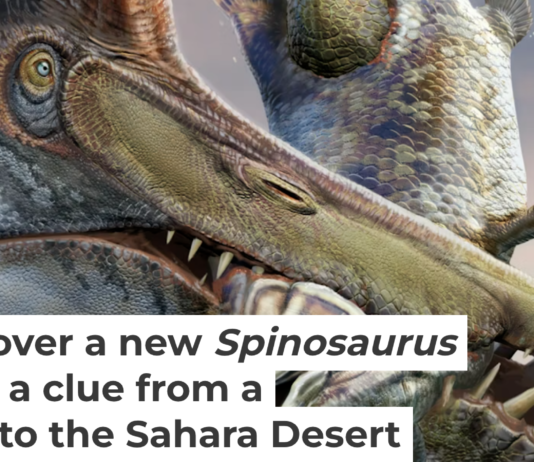 In this illustration, Spinosaurus mirabilis fight over a carcass some 95 million years ago in what is now the Sahara Desert in Niger. Dani Navarro